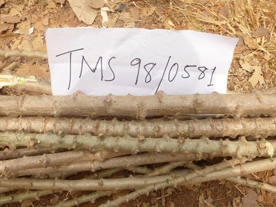 TMS 98 0581 cut stems